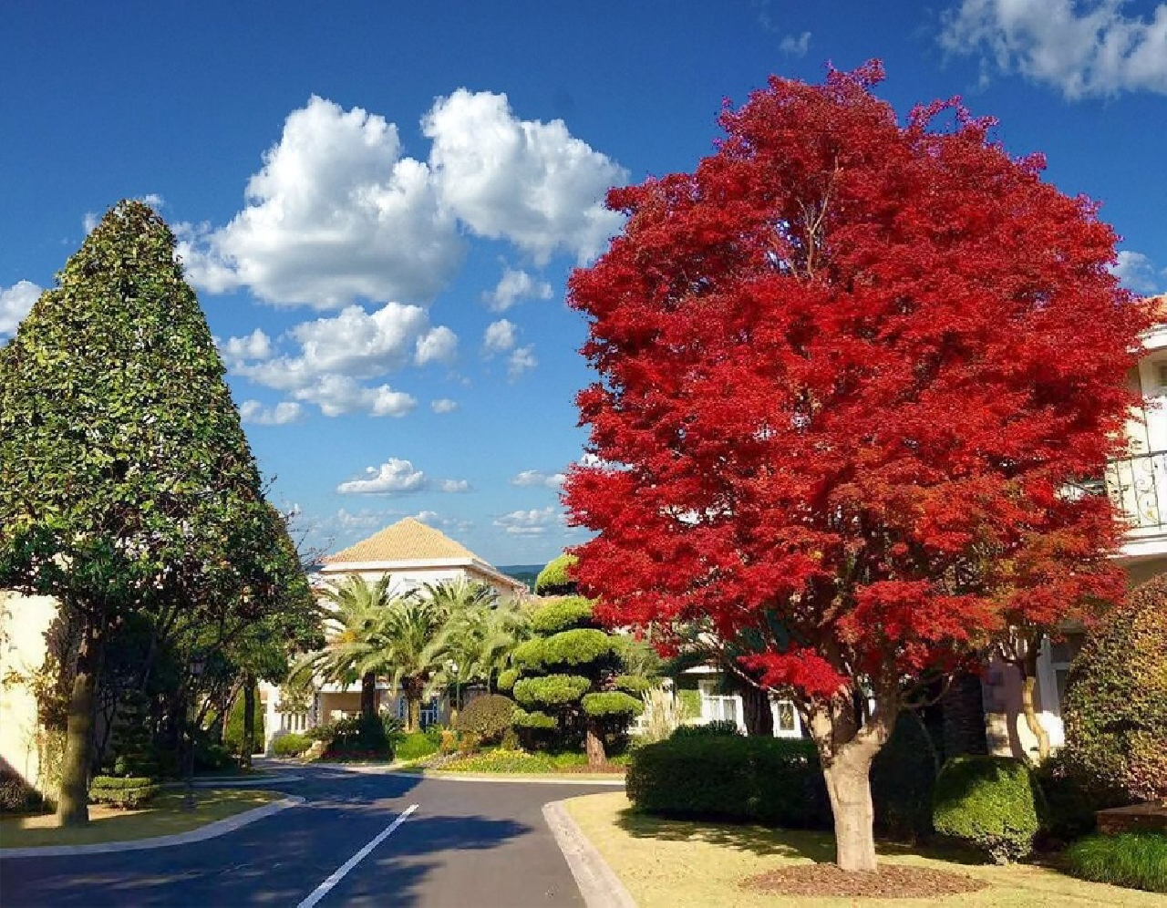 Jasmine Garden - Image 6